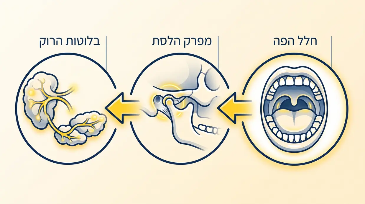 תרשים בעברית המציג את חלל הפה, מפרק הלסת ובלוטות הרוק